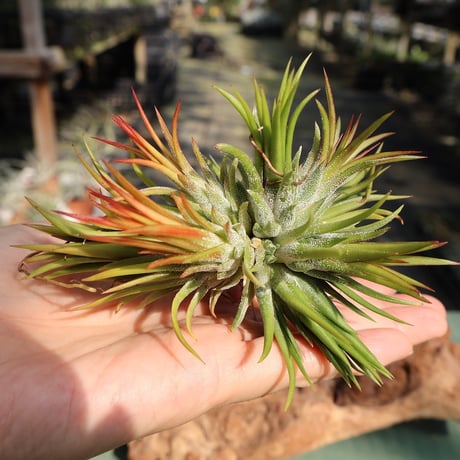 ブロメリア・エアープランツ T. Fuego Yellow Wally Berg T'S TROPICALS plane plants