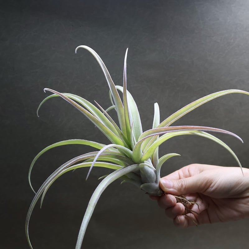 ストレプトフィラ メキシコ × リオホンドエンシス 07号 | air-plants