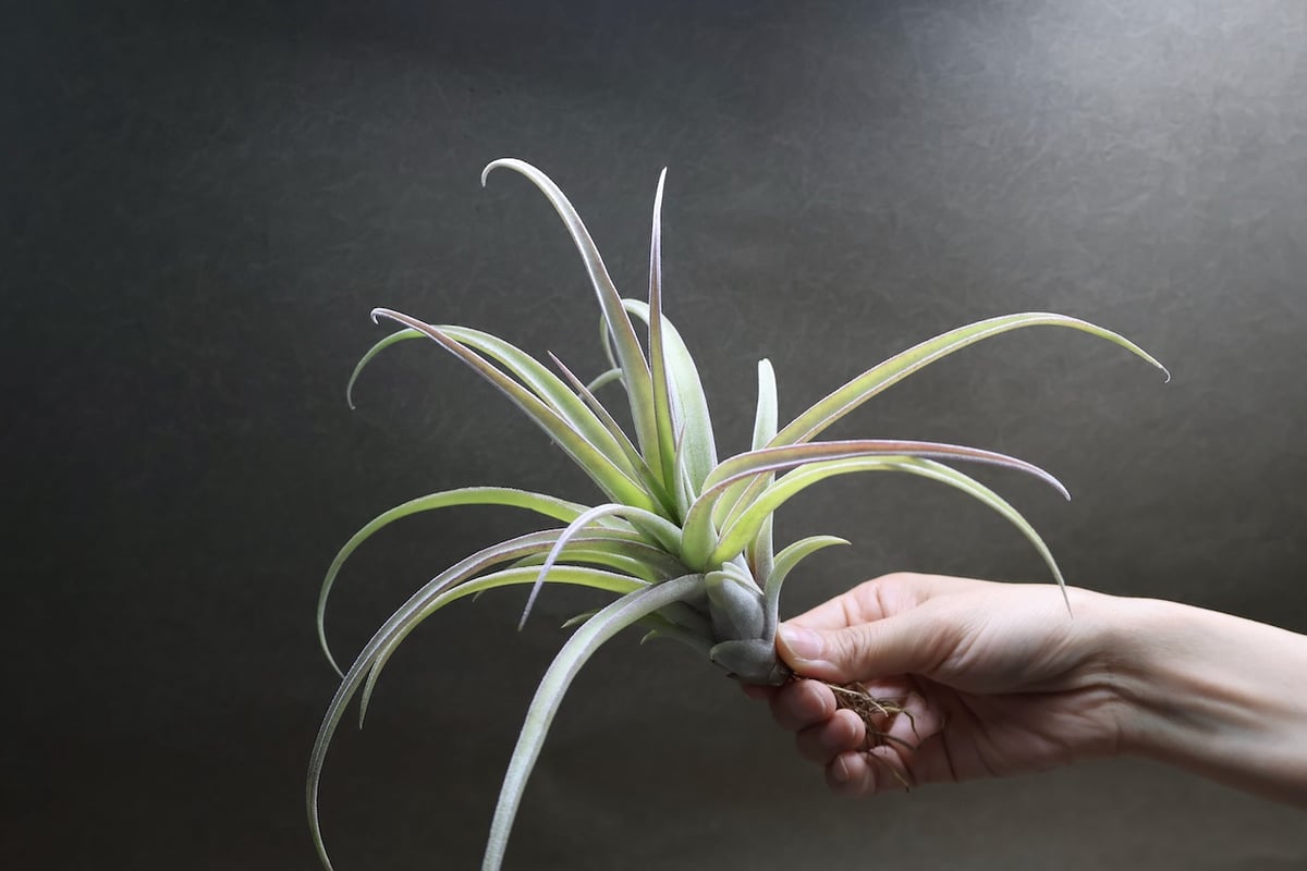 Tillandsia Ice Sordet 速達発送 Tillandsia Ice Sordet 速達発送 - メルカリ