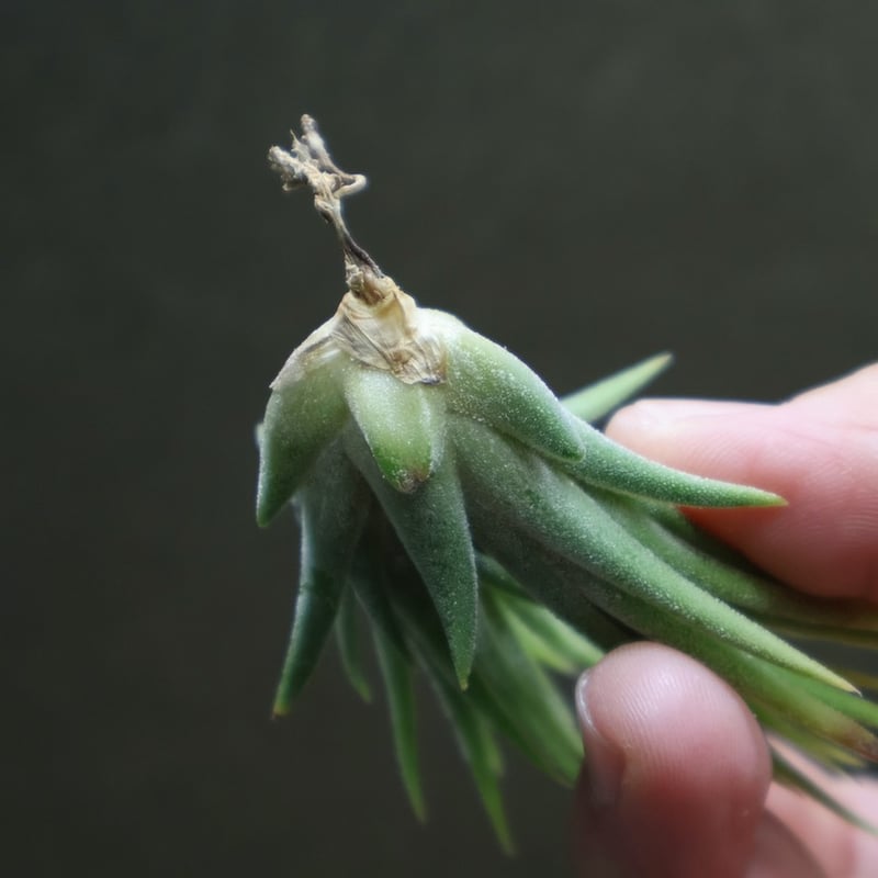 イオナンタ アルビノ 23号 | air-plants TENGU-DO