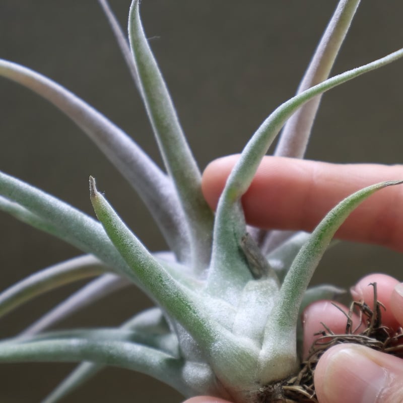 チアペンシス × エーレルシアナ 02号 | air-plants TENGU-DO