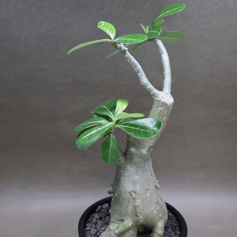 アデニウム オベスム 07号 （鉢サイズ：3.5号程度） | air-plants TENG