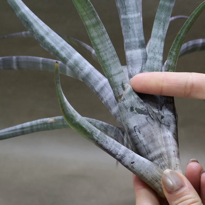 ヒルダエ 57号 | air-plants TENGU-DO