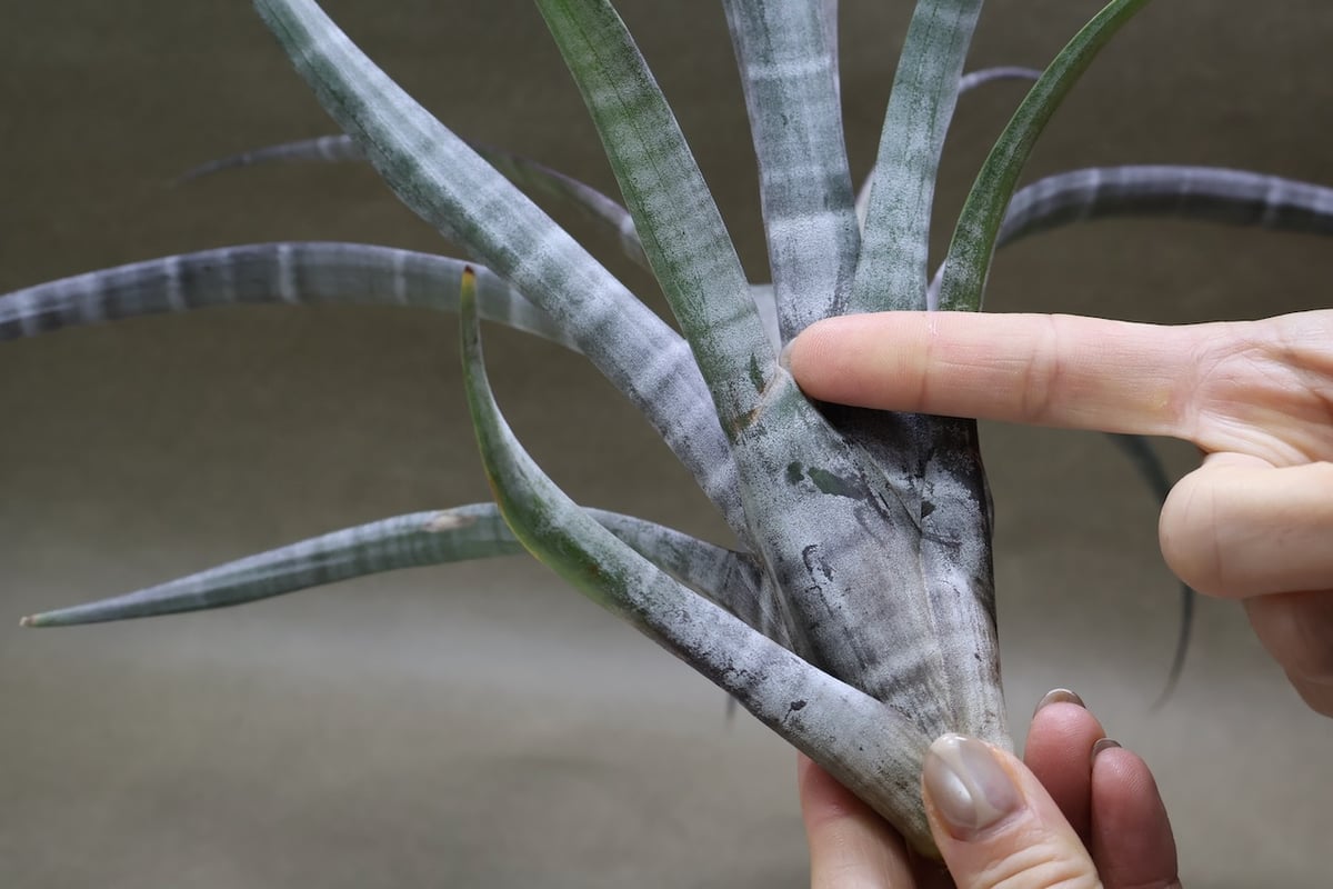【現品】チランジア・ヒルダエ 　ティランジア・ヒルダエ　７号　P7番 ヒルダエ 57号 | air-plants TENGU-DO