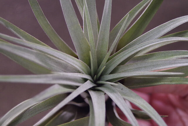 超特大　サカパネンシス サカパネンシス 18号 | air-plants TENGU-DO