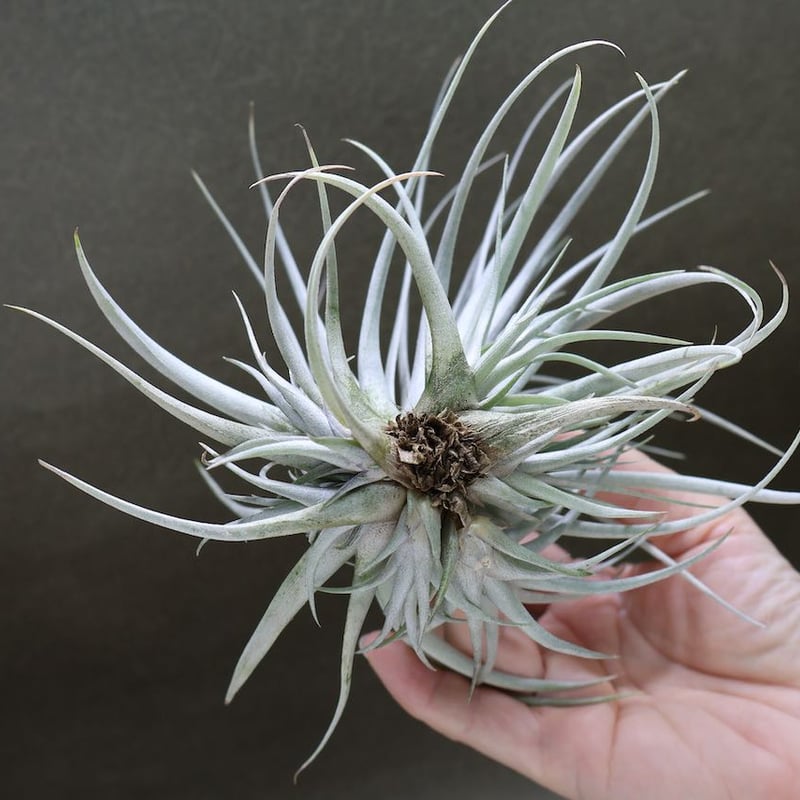 ミマ チリテンシス 09号 | air-plants TENGU-DO