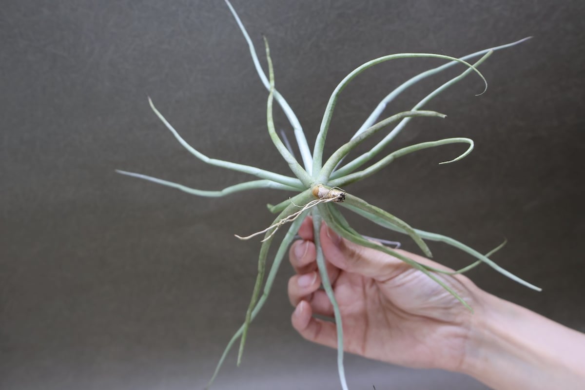 ストレプトカルパ 04号 | air-plants TENGU-DO