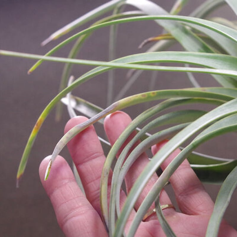 tomasellii 'Tropiflora'〔エアプランツ〕T5159 Tillandsia tomasellii – Tropiflora