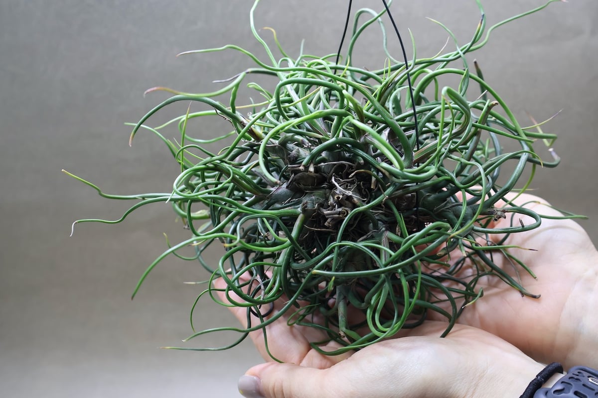 Tillandsia チランジア ベルメホエンシス ( クランプ ) おしゃれ 観葉植物 エアープランツ：チランジア ベルゲリ