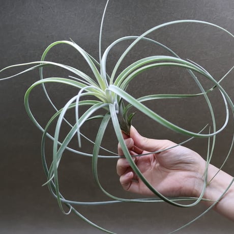 エアプランツ　mic エアプランツ mic エアープランツスタンド：16K（直径7.4cm、高さ16cm