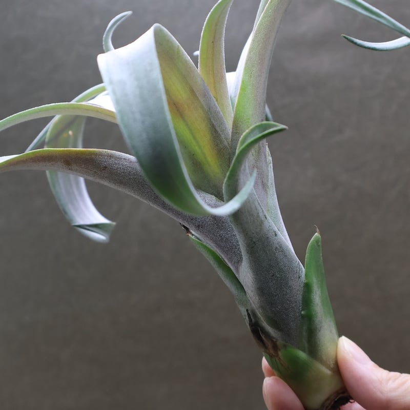 エアプランツ チランジア ココナッツグローブ 特大 ココナッツグローブ（ チアペンシス × カピタータレッド ) 14号