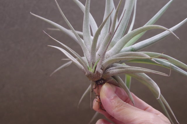 Tillandsia Splendid Journey 速達発送 チランジア ファイアーストーム Tillandsia 'Firestorm