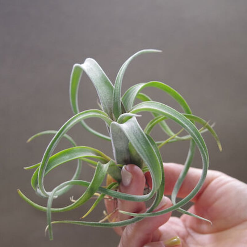 ベアコレアーレ × インターメディア 02号 | air-plants TENGU-DO