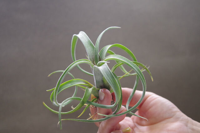 チランジア バードロックシメトリー × ベアコレアーレ 【公式通販】