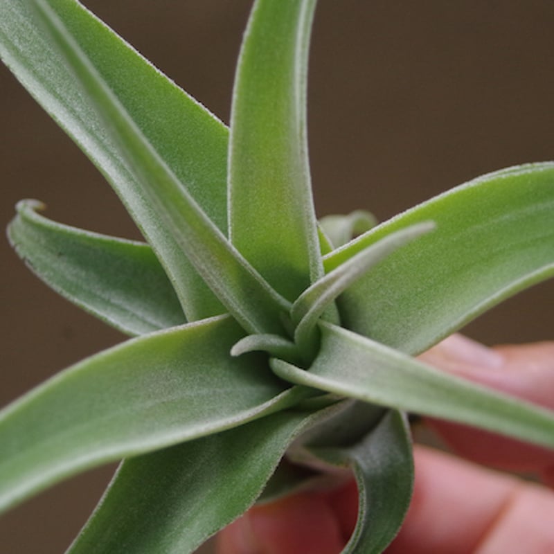 チランジア ハリシー × ベアコレアーレ ベアコレアーレ × ハリシー 01号 | air-plants TENGU-DO