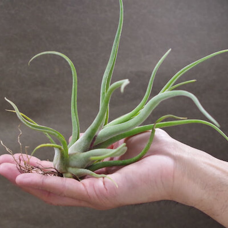 ルシール × カプトメドーサエ 03号 | air-plants TENGU-DO