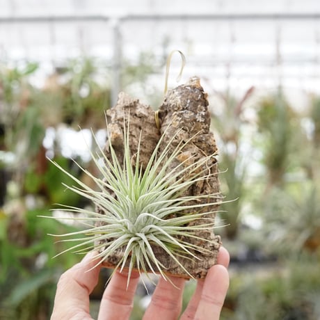 CATEGORY 品種名：I/J/K/L | air-plants TENGU-DO