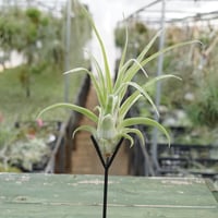 キセログラフィカ 特大2XLサイズ 05号 | air-plants TENGU-DO