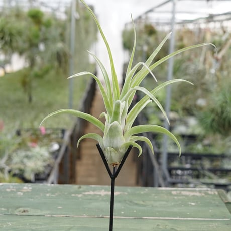 スタッフ特選】ストレプトフィラ 子株 B号 | air-plants TENGU-DO