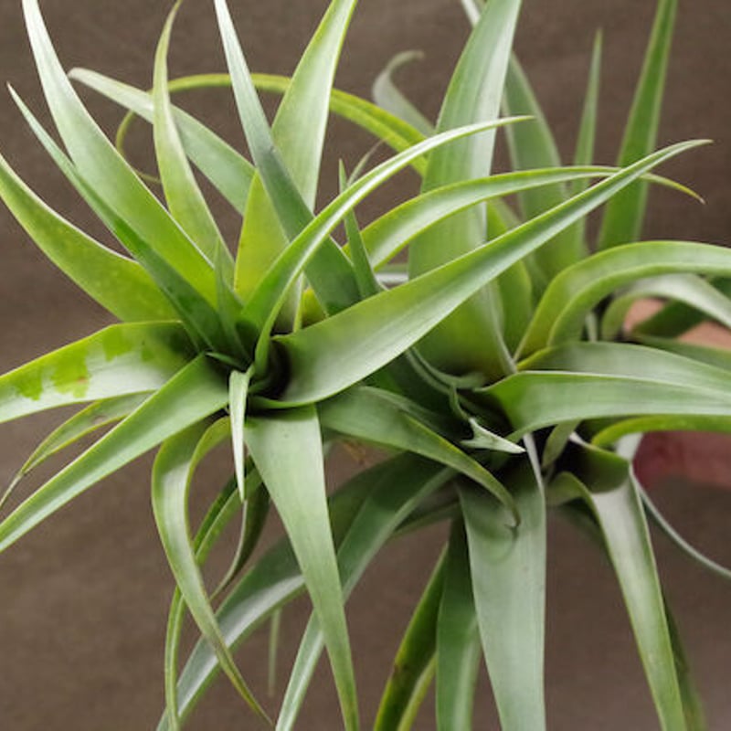 フレクスオーサ ヴィヴィパラ クランプ 05号 | air-plants TENGU-DO