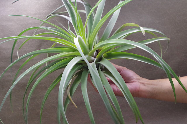 Tillandsia Orange Rainbow 送料無料 Tillandsia Orange Rainbow 送料無料 Tillandsia Orange Rainbow