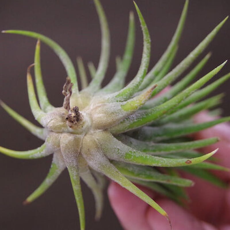 マインドセット （イオナンタ交配選抜株） 01号 | air-plants