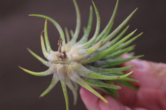 【みぃこどん】Tillandsia 4点セット チランジア トメキー Tillandsia tomekii 今日ドリームガーデン