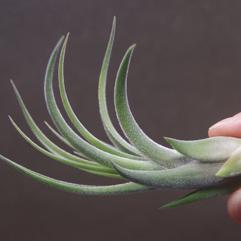チランジア キューティーパイ Tillandsia Cutie Pie チランジア キューティーパイ Tillandsia Cutie Pie Tillandsia