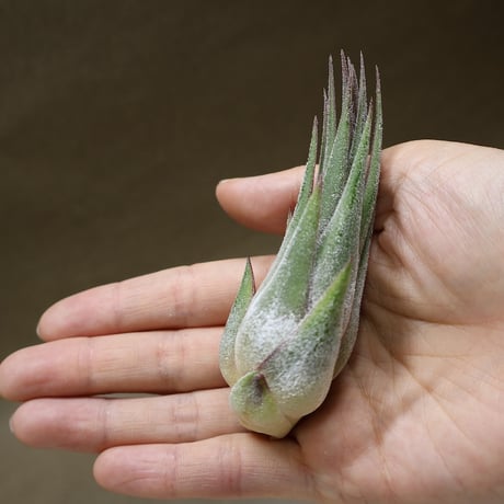 CATEGORY エアープランツ（ティランジア） | air-plants TENGU-DO