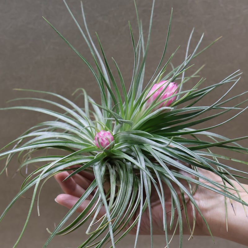 ストリクタ 花芽付き 01号 | air-plants TENGU-DO
