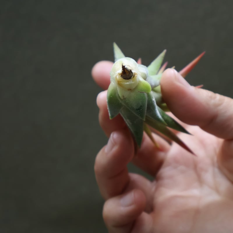 マヤントーテムポール Sサイズ06号 | air-plants TENGU-DO