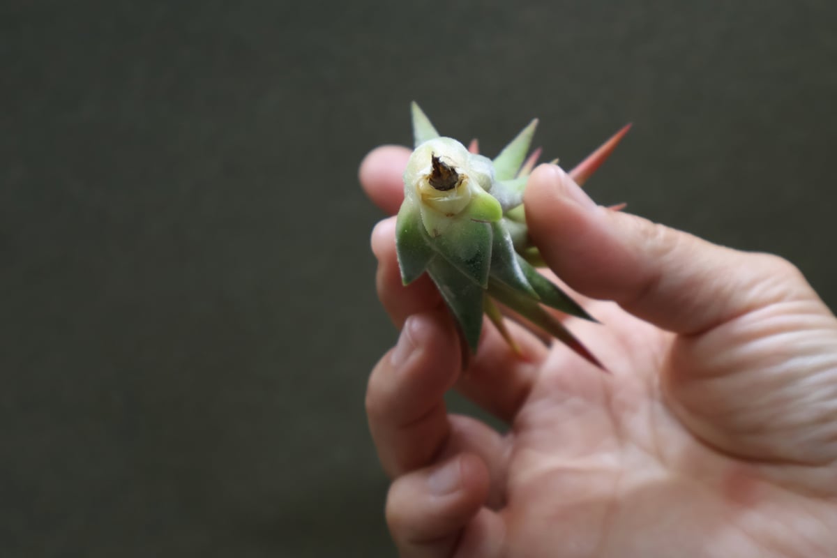 マヤントーテムポール Sサイズ06号 | air-plants TENGU-DO