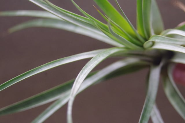 ハリスコモンティコラ 03号 | air-plants TENGU-DO