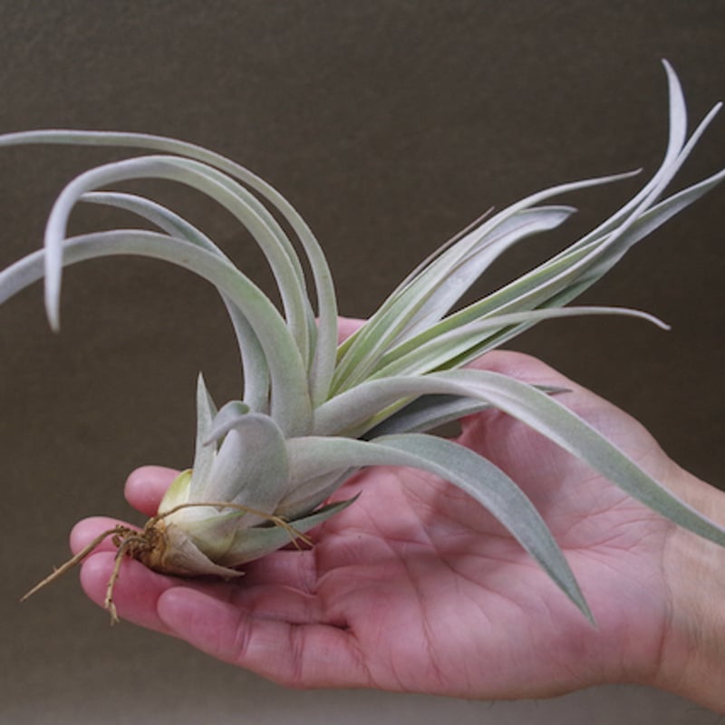 チランジア シルバートーチ チランジア・レッドトーチ Tillandsia 'Red