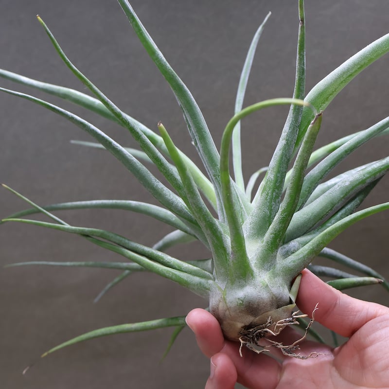 ティ（エーレルシアナ×ブルボーサ）×ストレプトフィラ 01号 | air