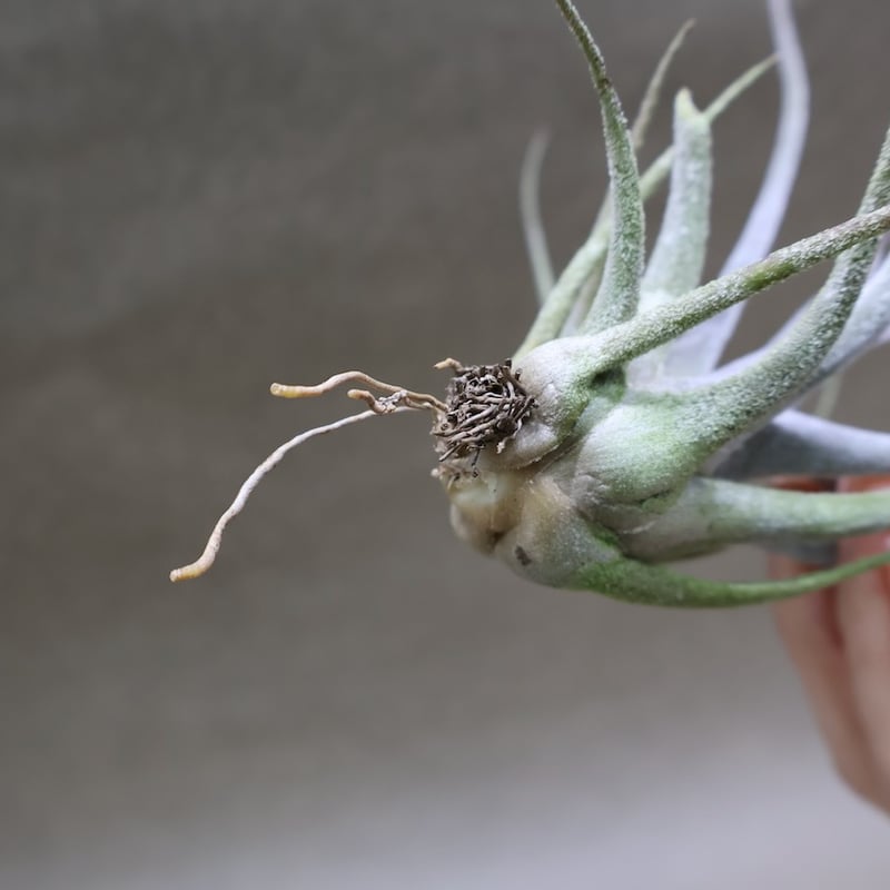 エーレルシアナ 49号 | air-plants TENGU-DO