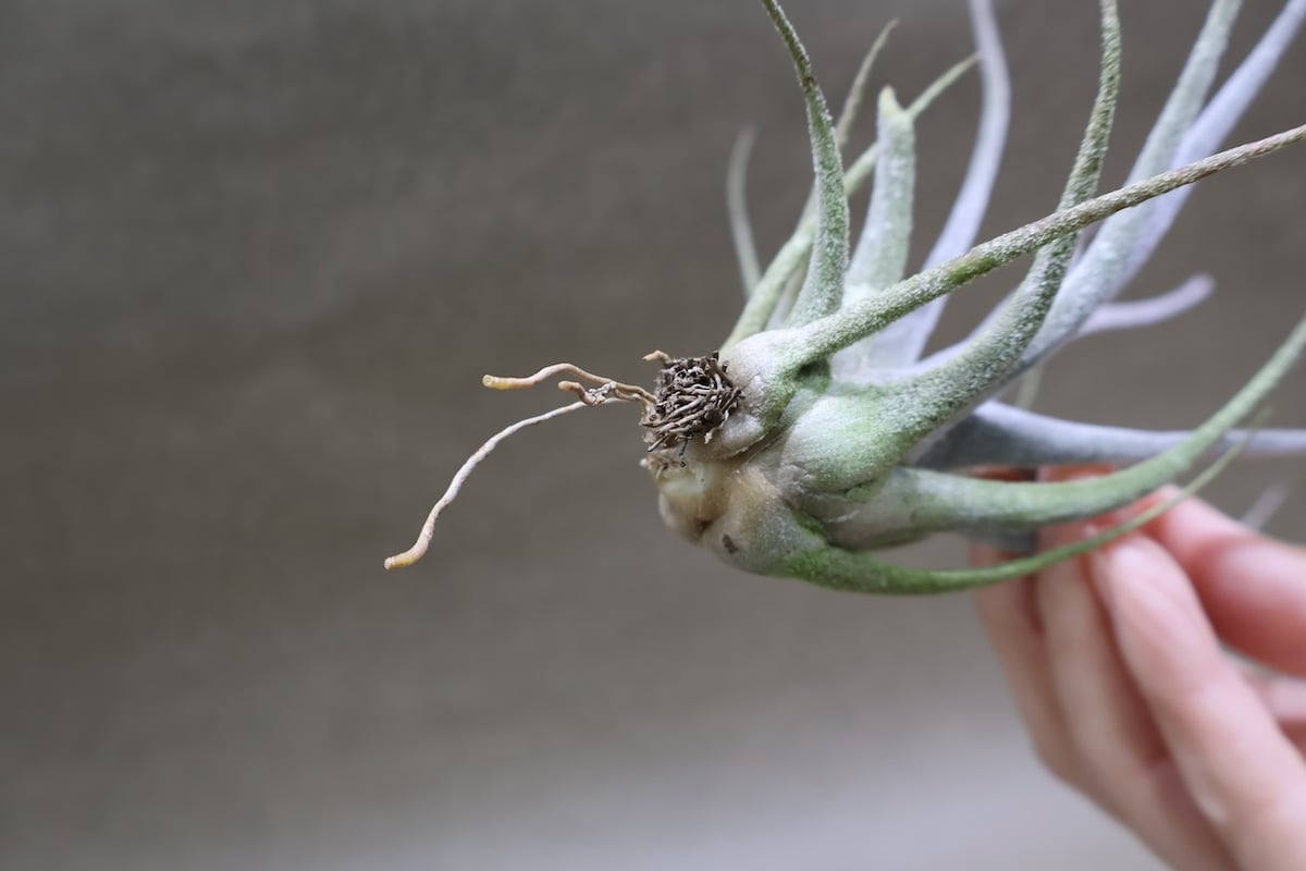 エーレルシアナ 49号 | air-plants TENGU-DO