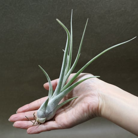 CATEGORY 品種名：I/J/K/L | air-plants TENGU-DO