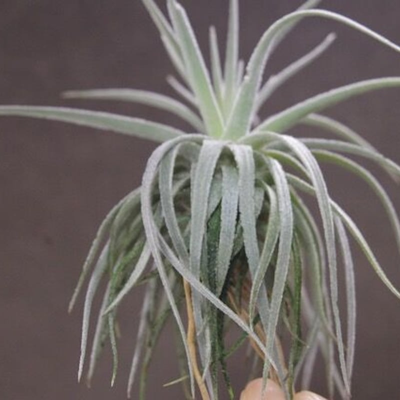 モーリアナ 18号 | air-plants TENGU-DO