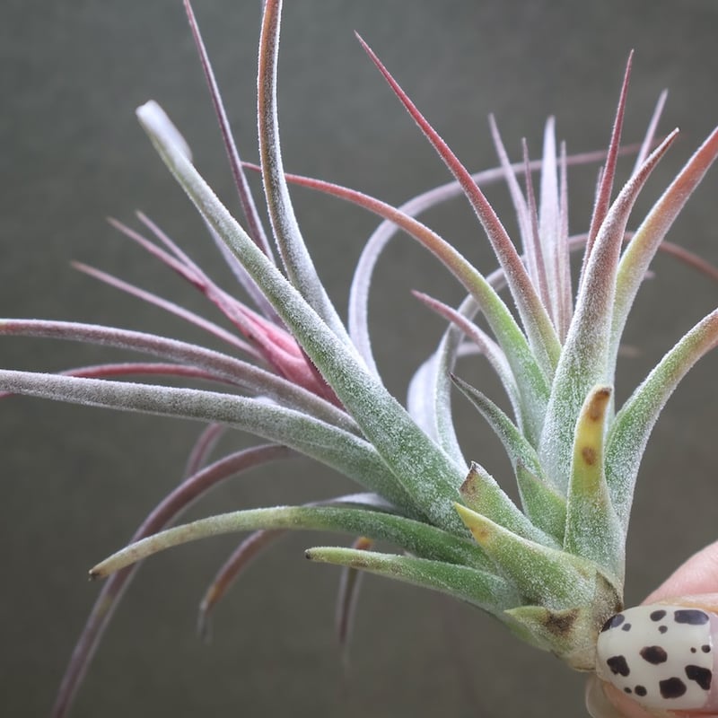 シーディアナ × イオナンタストリクタ 09号 | air-plants TENGU-DO