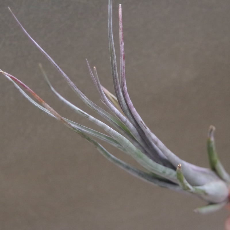 インスタントグラティフィケーション (インターメディアxプセウド