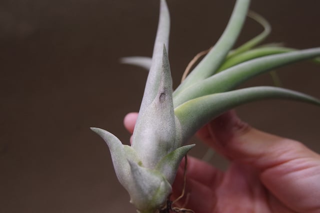 コンコロール x カプトメドーサエ 02号 | air-plants TENGU-DO