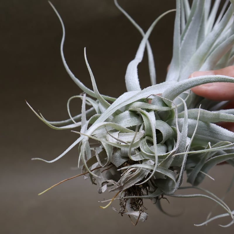 チャペウエンシス チュリフォルミス 02号 | air-plants TENGU-DO
