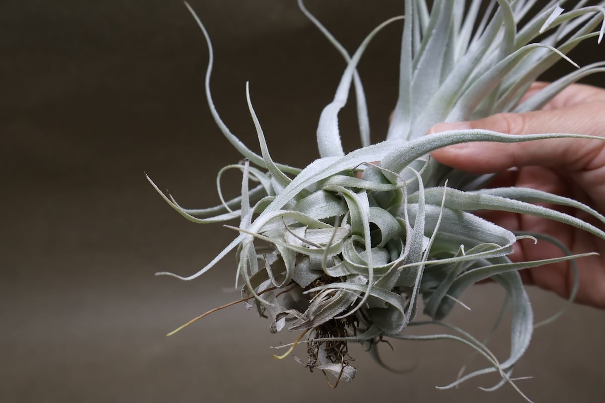 チャペウエンシス チュリフォルミス 02号 | air-plants TENGU-DO