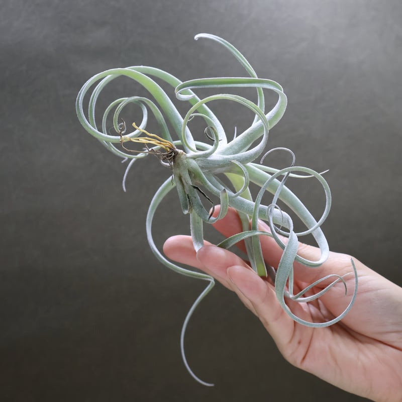 エクセルタ × チアペンシス ジャイアント 04号 | air-plants