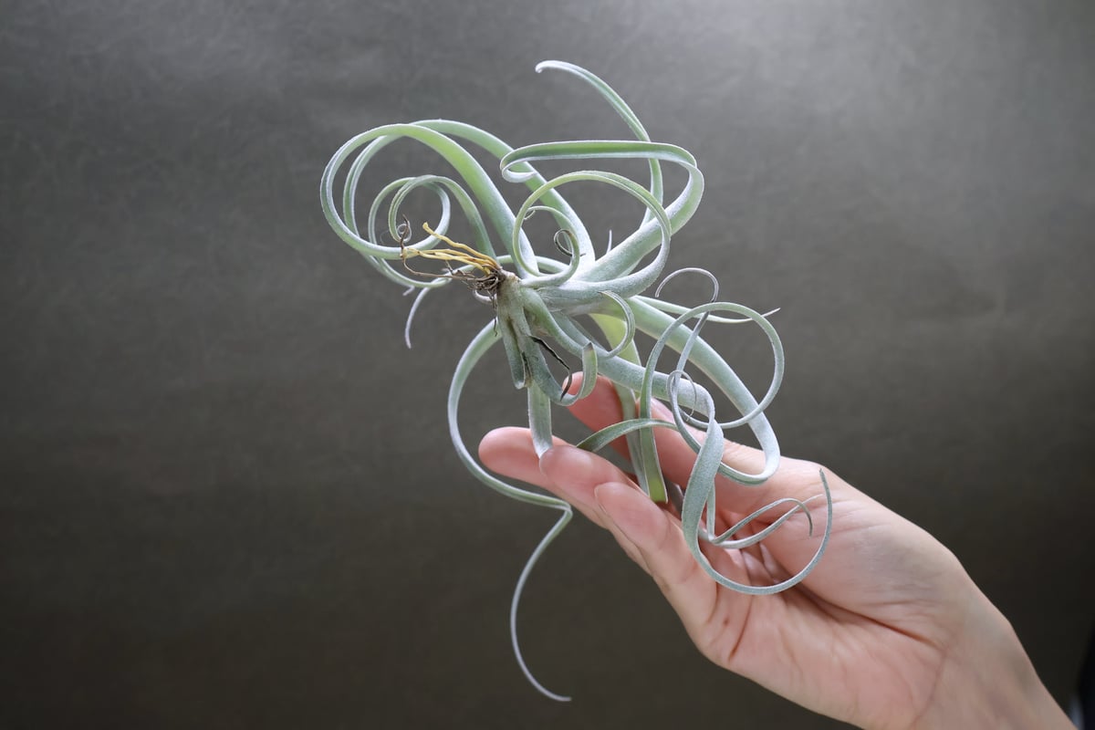 エクセルタ × チアペンシス ジャイアント 04号 | air-plants エクセルタ × チアペンシス ジャイアント 04号 | air-plants