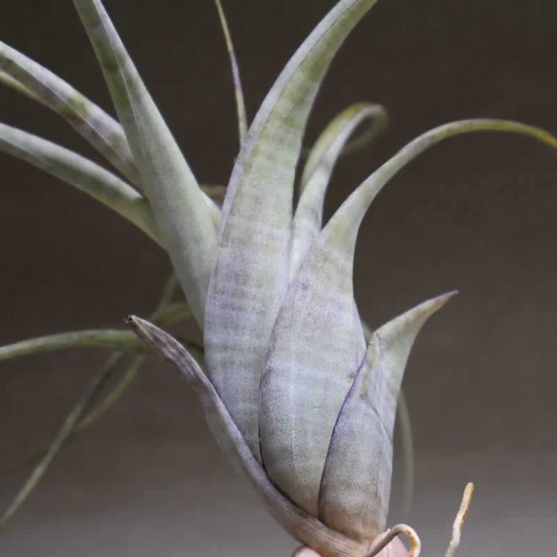 フレクスオーサ 12号 | air-plants TENGU-DO