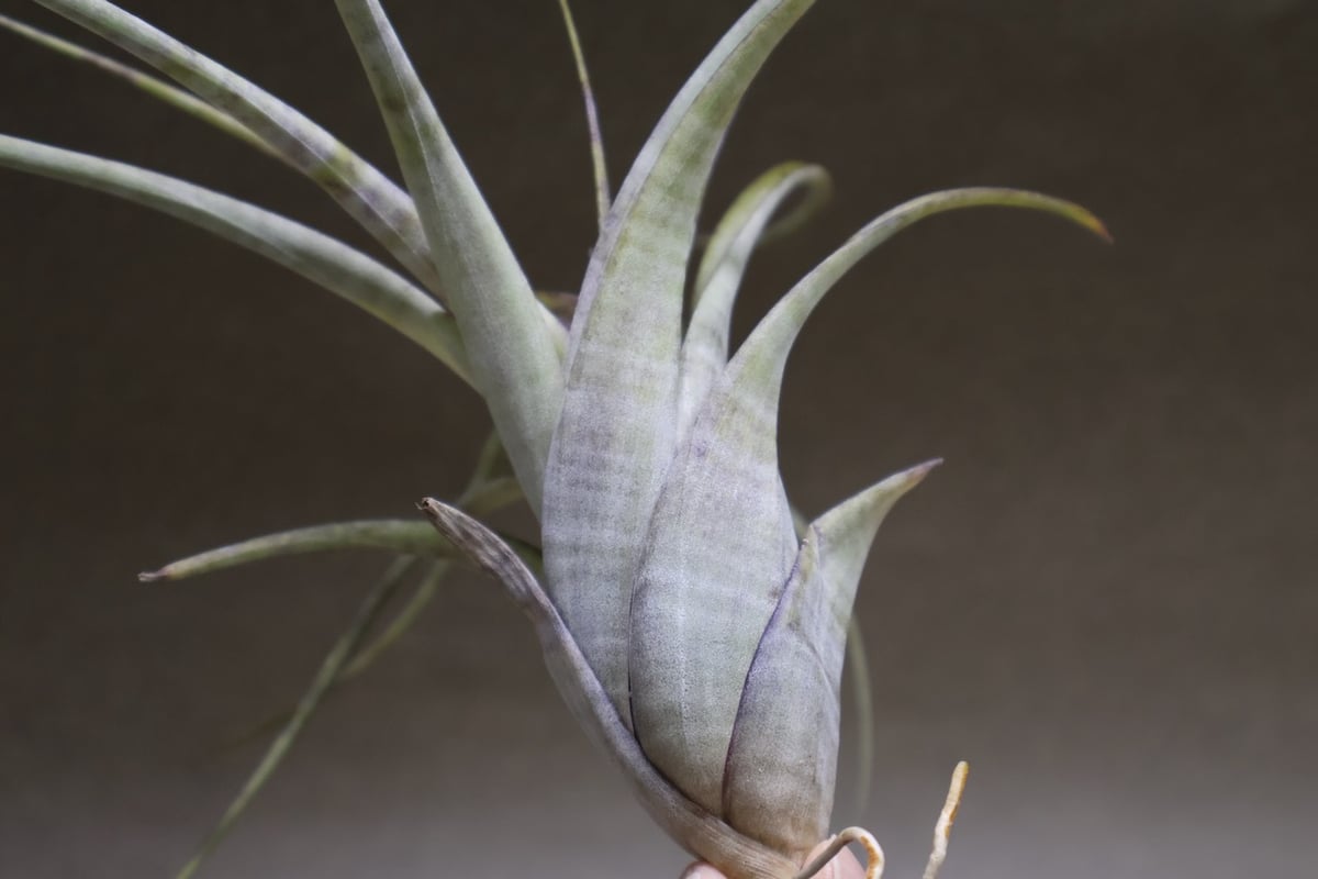 チランジア　フレクスオサ　ツイスト　ジャイアントフォーム Tropiflora チランジア フレクスオサ ツイスト ジャイアントフォーム