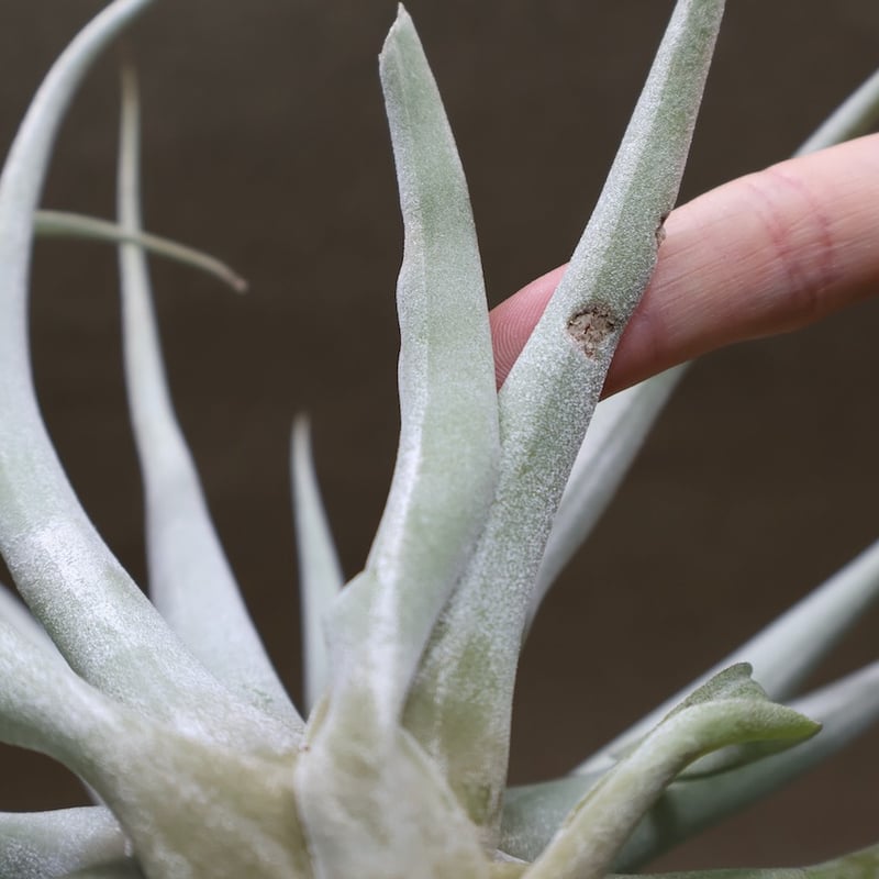 カピタータ シルバーローズ 44号 | air-plants TENGU-DO