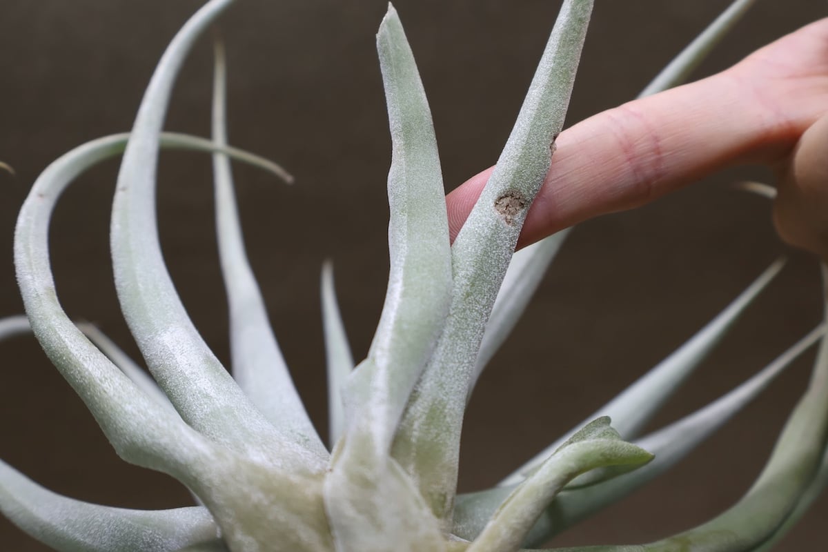 カピタータ シルバーローズ 44号 | air-plants TENGU-DO